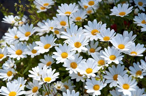 Hd Wallpaper Bunch Of White Daisy Flowers Daisies Meadow Summer