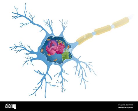 Neurona Motora Fotograf As E Im Genes De Alta Resoluci N Alamy