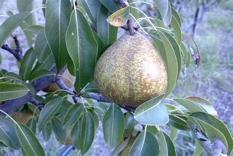 A Late Season Winter Nelis Pear Grow Great Fruit