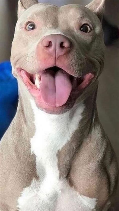 15 Cute Pitbull That Will Make You Go Crazy An Immersive Guide By Pro