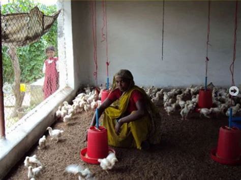 Country Chicken In Bhopal कन्ट्री चिकन भोपाल Latest Price And Mandi