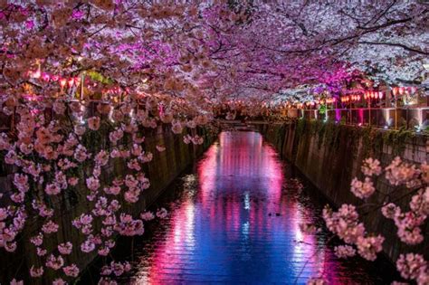 2024 Evening Hanami Cherry Blossom Tour Tokyo Reisen