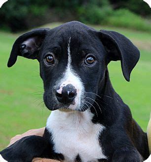Learn more about pack leaders dog rescue of ct in manchester, ct, and search the available pets they have up for adoption on petfinder. Glastonbury, CT - American Bulldog/Labrador Retriever Mix ...