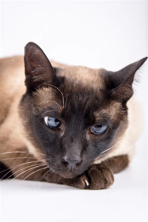 Gato é Diurno Ou Noturno