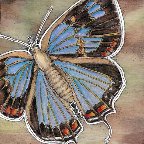 Colorado Hairstreak Butterfly Mixed Media By Mindy Stephens Fine Art