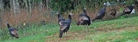 Managing Wild Turkeys Melinda Myers