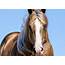 QStallionscom AQHAs Premier Quarter Horse Stallion Directory  AQHA