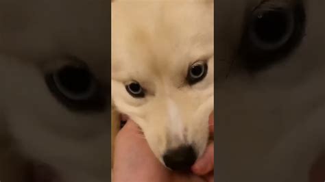 Tik Tok michou retrouvailles avec son chien Yuki - YouTube