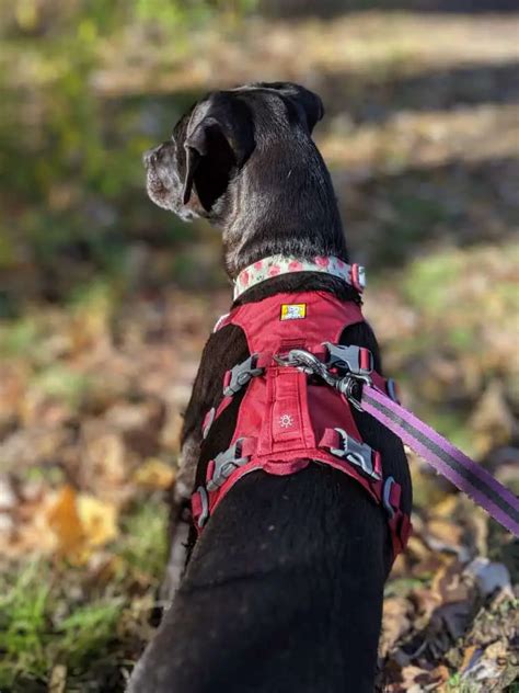Ruffwear Flagline Harness Review And How It Compares To The Webmaster