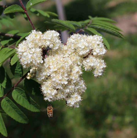 Sorbus Cardinal Royal Flower And Bee 4 25 2015 11 47 28 Pm
