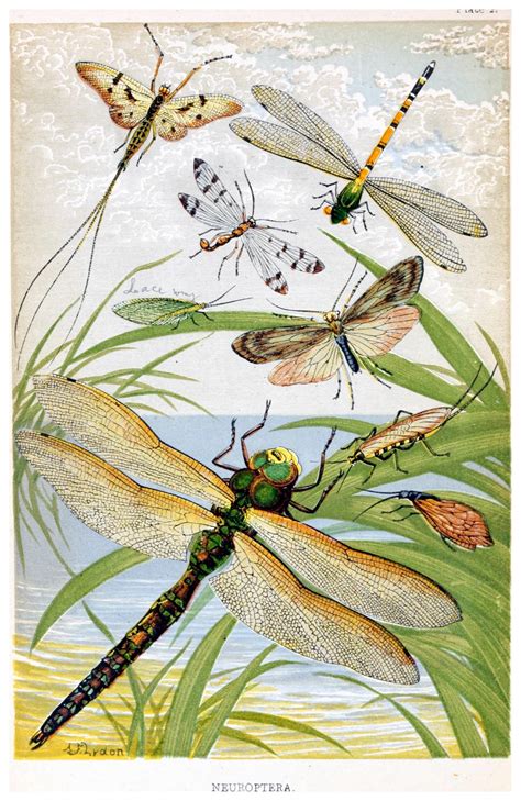 Vintage Illustration Dragonflies Art Free Stock Photo Public Domain