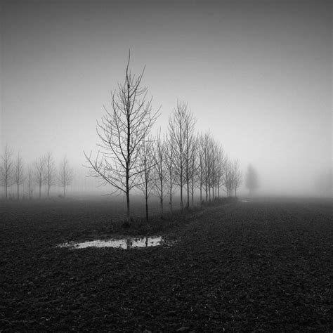 Young Trees In The Mist By Gérard Verbecelte Photography Digital