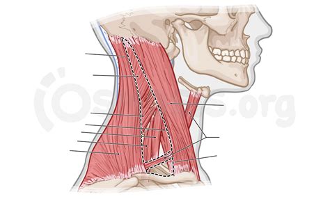 Superficial Structures Of The Neck Posterior Triangle Osmosis