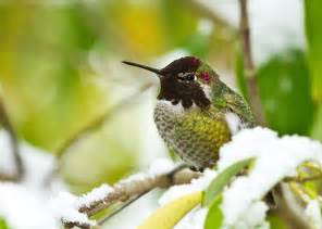 Best Ways To Attract And Feed Winter Hummingbirds