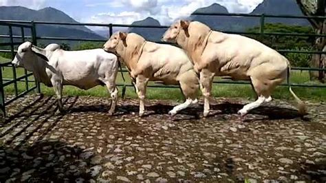 World Modern Technology Cow And Bull Breeding Mating Shoeing Cleaning