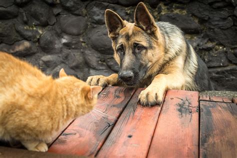 Introducing A Dog To A Cat Choosing The Right Dog For You Dogs
