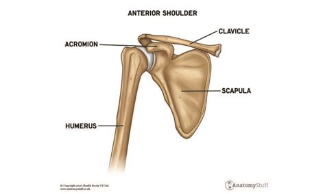 Human Shoulder Anatomy Anatomy Of The Shoulder Joint