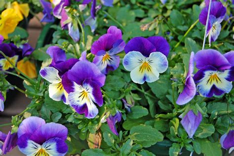 My Painted Garden Winter Pansies