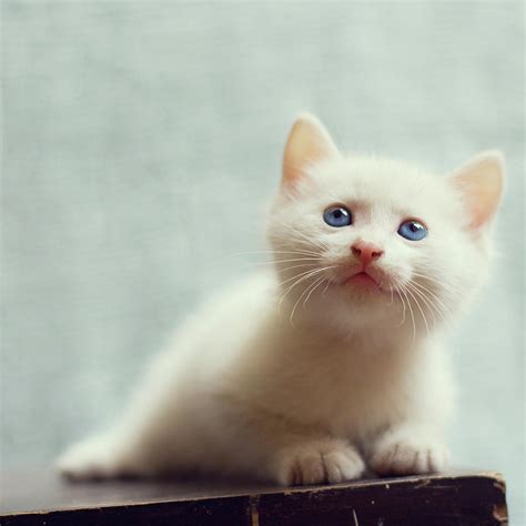Blue Eyed White Coated Kitten Photograph By Nga Nguyen