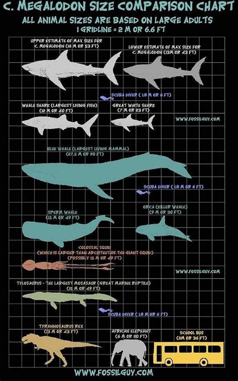 megalodon shark size megalodon shark size vs a great white mosasaur blue whale bus