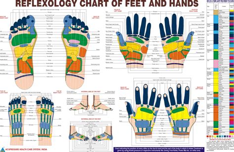 Snhs Hand And Foot Reflexology Chart School Of Natural Health Sciences