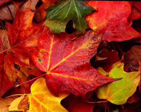 Turning Fall Leaves Into Compost Home