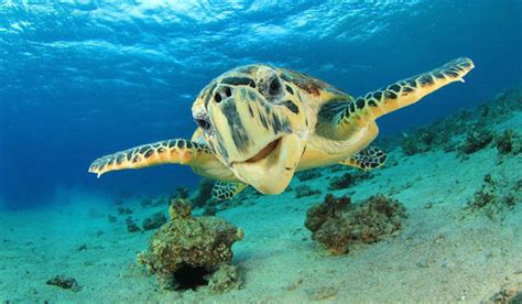 Smiling Sea Turtle Rushkult