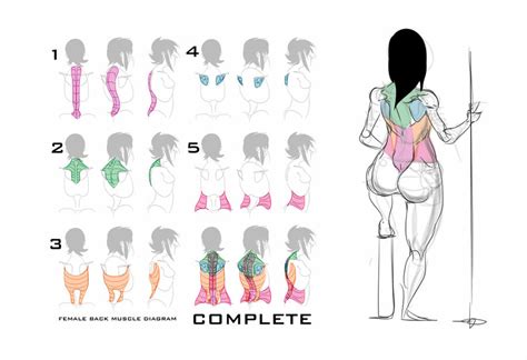 This is my video about the muscles of the back. all draw+tutorial — Female back muscle diagram ...