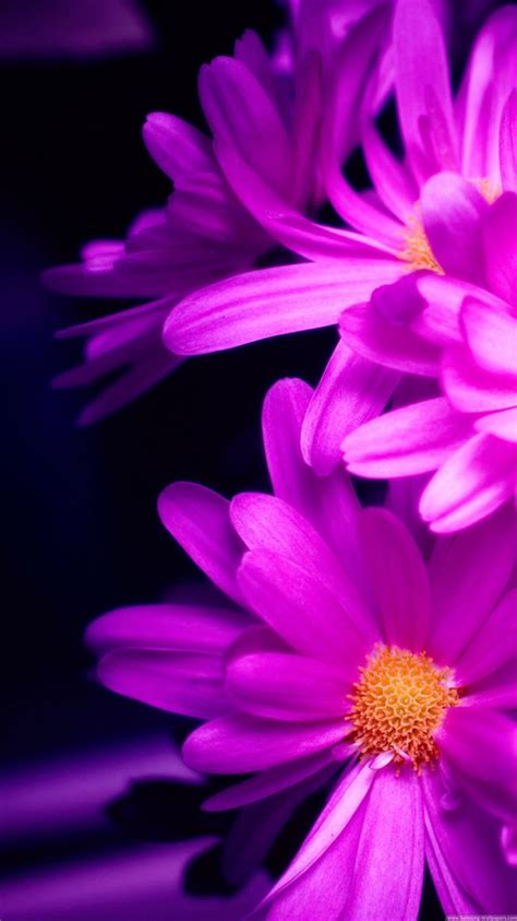 Purple Pink Daisy Flower Bouquet Macro Iphone 8 Wallpapers Free Download