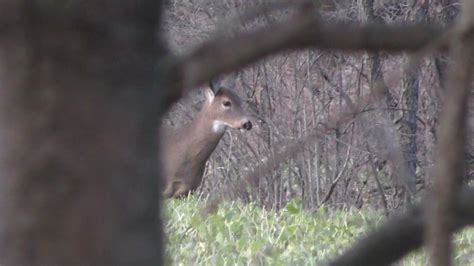Whitetail Deer Kill Shot Youtube