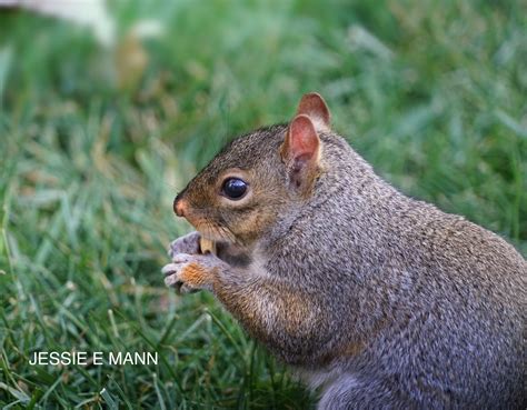 Dsc09305 Hungry Squirrel Jessie Mann Flickr