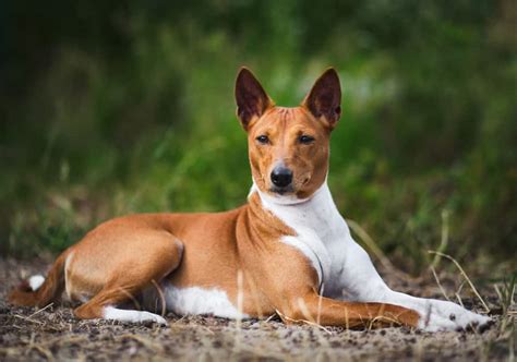 Basenji Facts 10 Interesting Facts About The Basenji