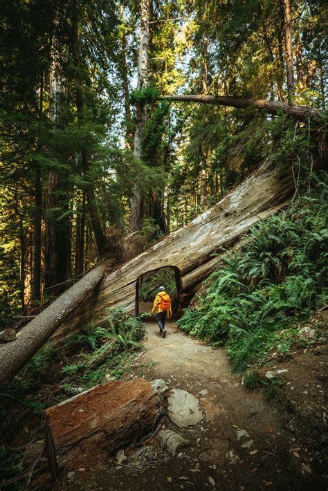 10 Awe Inspiring Things To Do In Redwood National Park The Mandagies Sơn