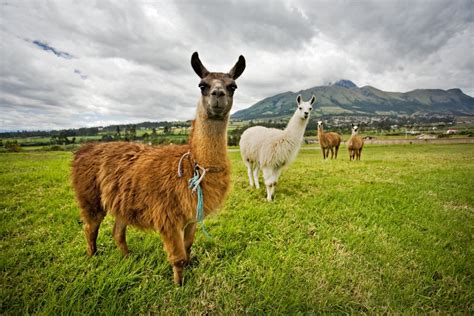 Pin By Xoxotinker Bellxoxo On Llamas Places To Go Ecuador Travel