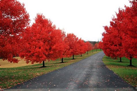 Maybe you would like to learn more about one of these? Long driveway. So pretty only I would want Cherry blossom ...