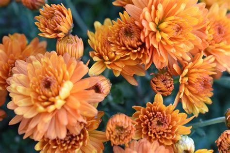 Fall Mums Kellogg Garden Organics