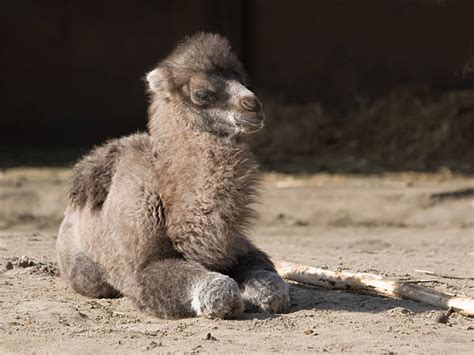 Bactrian Camel Stock Photos Pictures And Royalty Free Images Istock