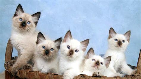 Birman Vs Balinese Breed Comparison Mycatbreeds