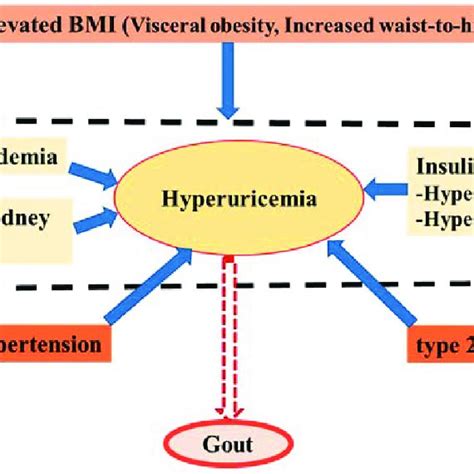 Pdf The Role Of Probiotics In Purine Metabolism Hyperuricemia And