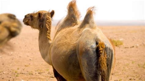 interesting facts about camels and their humps facts youtube