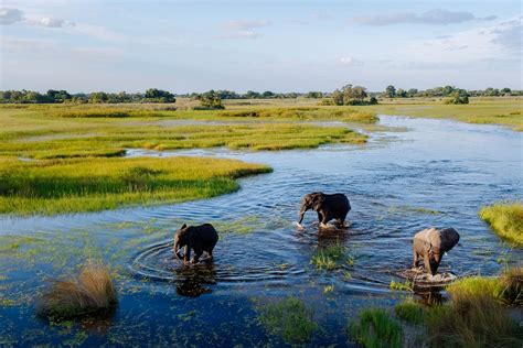 Botswanas Okavango Delta The Jewel Of Kalahari