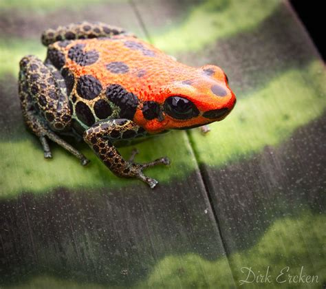 Reticulated Poison Dart Frog Photograph By Dirk Ercken