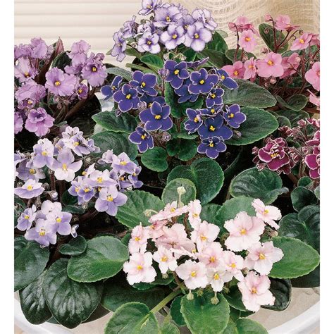 African Violet House Plants At