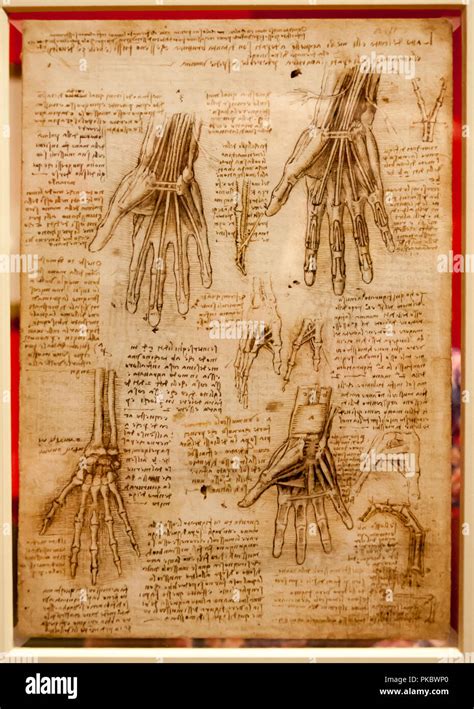 Leonardo Da Vinci Human Anatomy Drawings