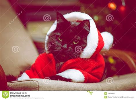 Festive Portrait Of Black Cat In Santa Claus Costume Stock Image