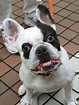 File:Sanpei French Bulldog.jpg - Wikipedia