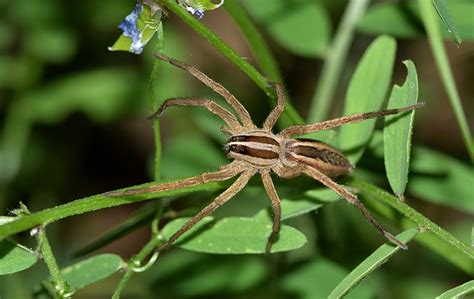 A Spider Guide For Montgomery Chester And Delaware Counties Mad
