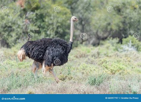 Male Ostrich Running Stock Image Image Of Reserve Park 68397797