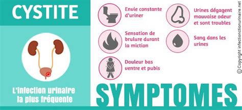 Infections Urinaires Chez Ladulte NEPHROHUG