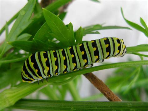 One way to identify this caterpillar is by its black oval head with white dots. Black swallowtail caterpillar, green-black-yellow-white pa ...